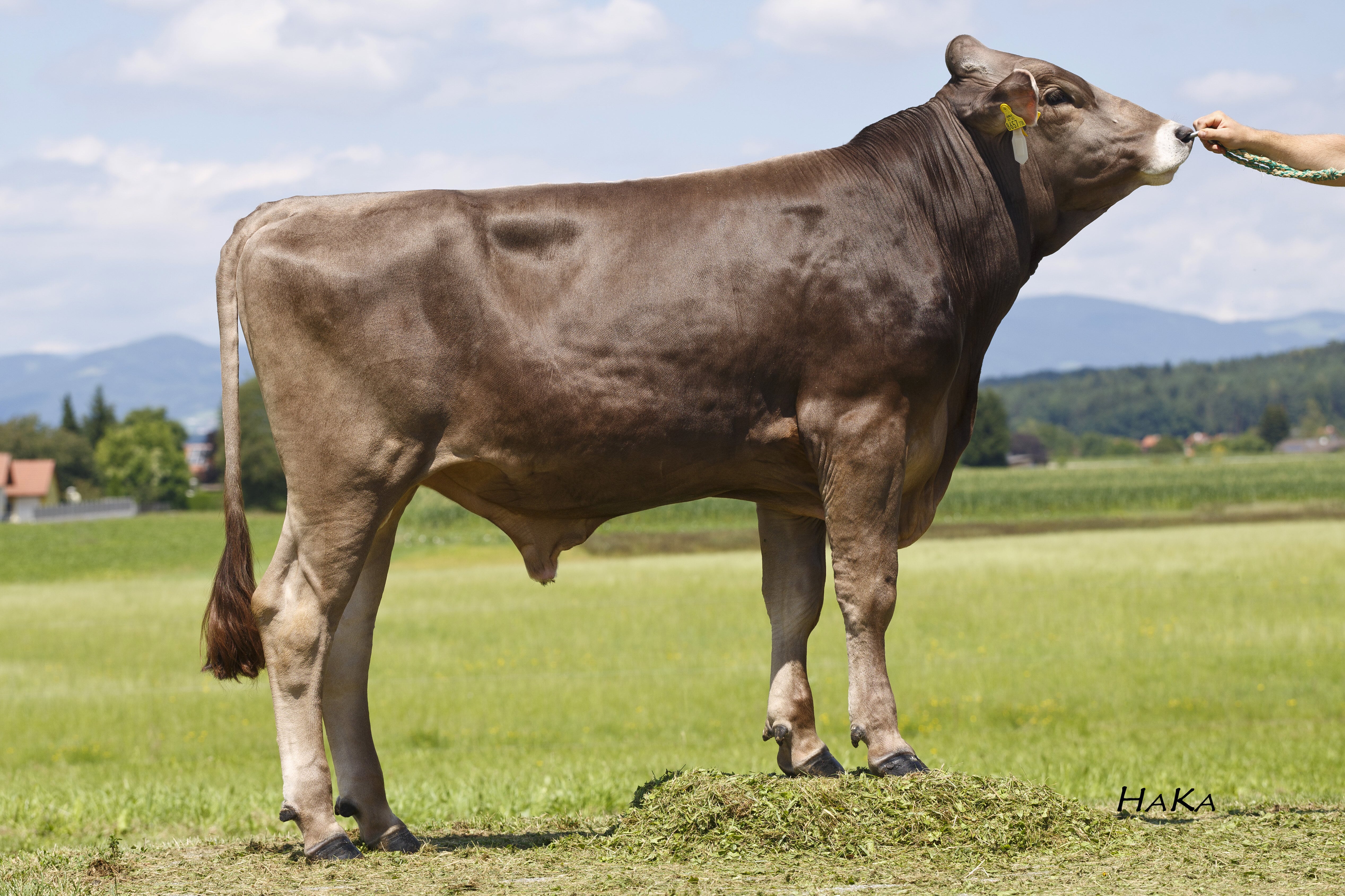 SMEĐA (BROWN SWISS) |GS VORSPRUNG